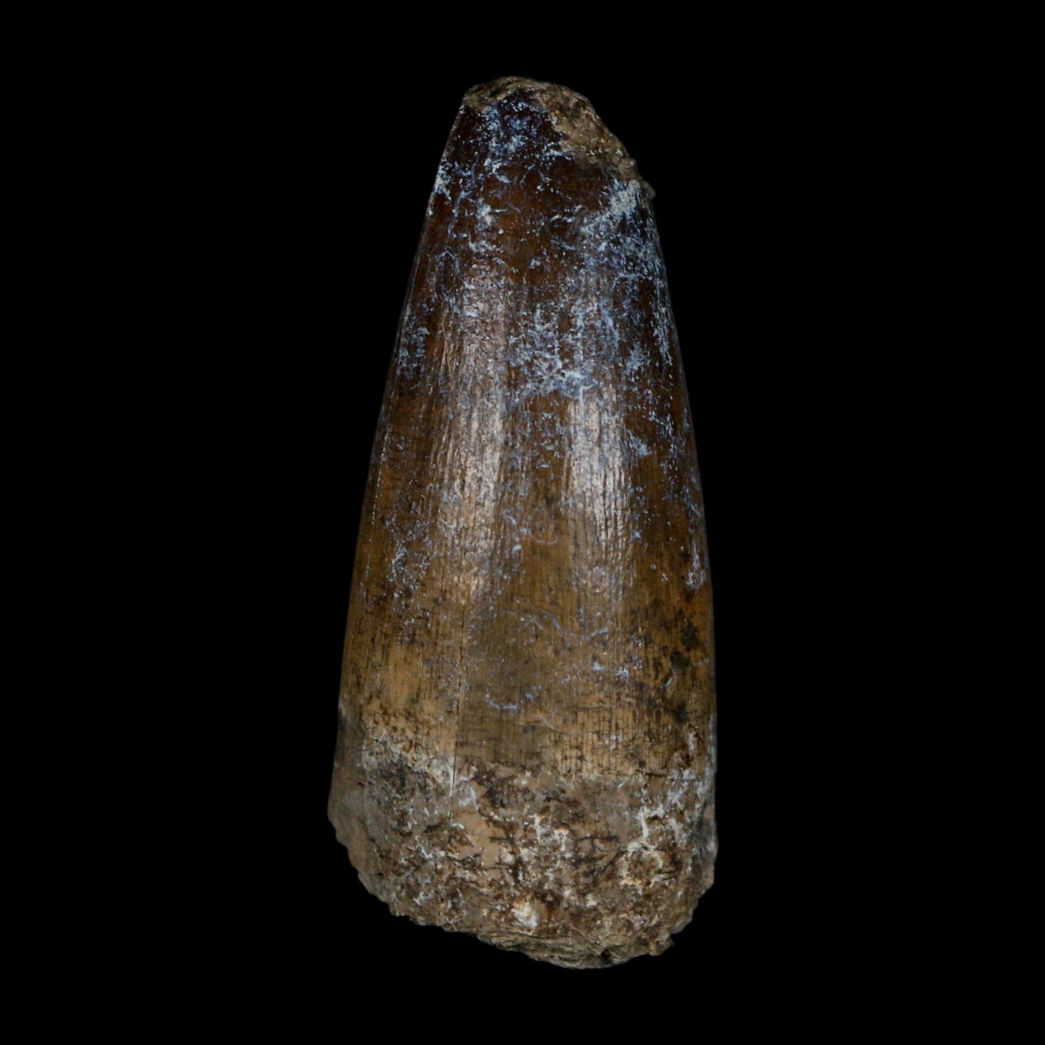 2.3" Sarcosuchus Imperator Crocodile Fossil Tooth Elrhaz FM Cretaceous Niger COA - Fossil Age Minerals