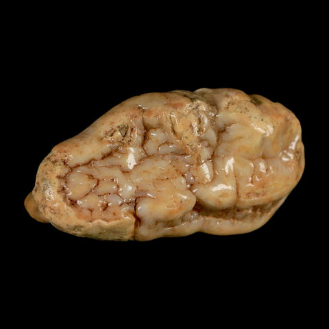 1.7" Extinct Cave Bear Ursus Spelaeus Molar Tooth Rooted Pleistocene Age COA