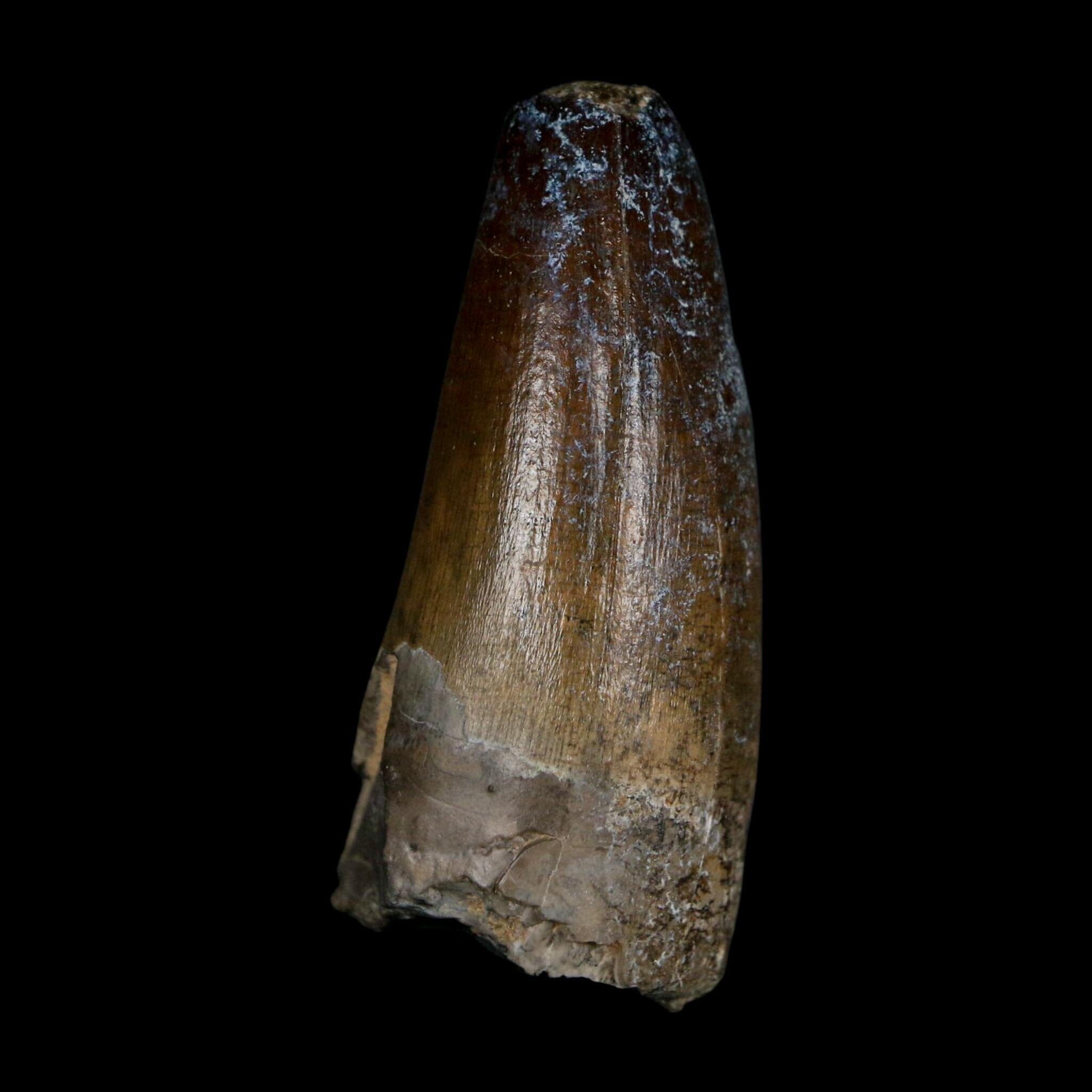 2.3" Sarcosuchus Imperator Crocodile Fossil Tooth Elrhaz FM Cretaceous Niger COA - Fossil Age Minerals