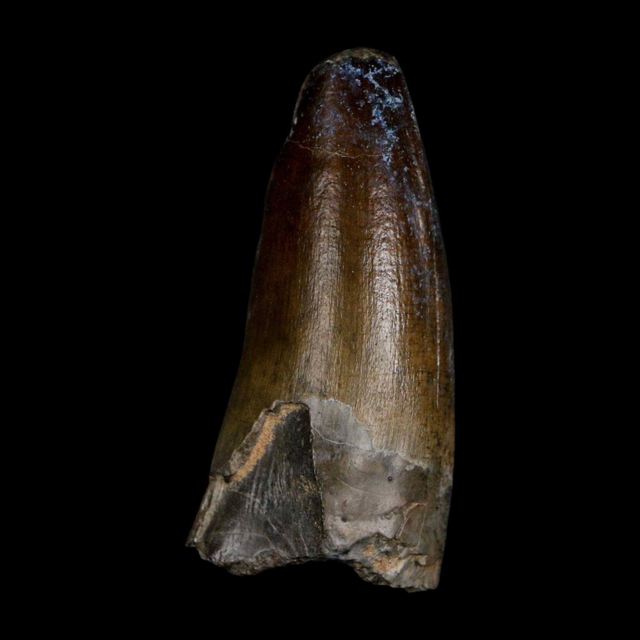 2.3" Sarcosuchus Imperator Crocodile Fossil Tooth Elrhaz FM Cretaceous Niger COA - Fossil Age Minerals