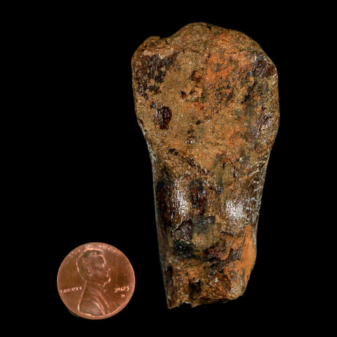 2.8" Corythosaurus Fossil Vertebrae Process Bone Judith River Cretaceous Dinosaur COA - Fossil Age Minerals