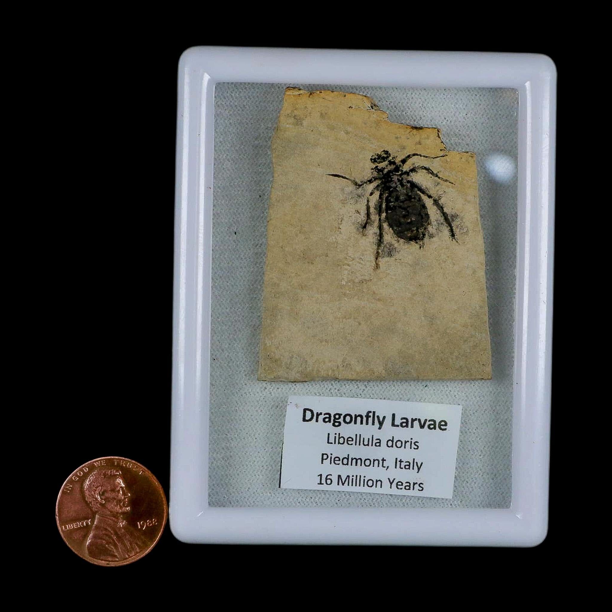 0.8" Dragonfly Larvae Fossil Libellula Doris Plate Upper Miocene Piedmont Italy Display - Fossil Age Minerals