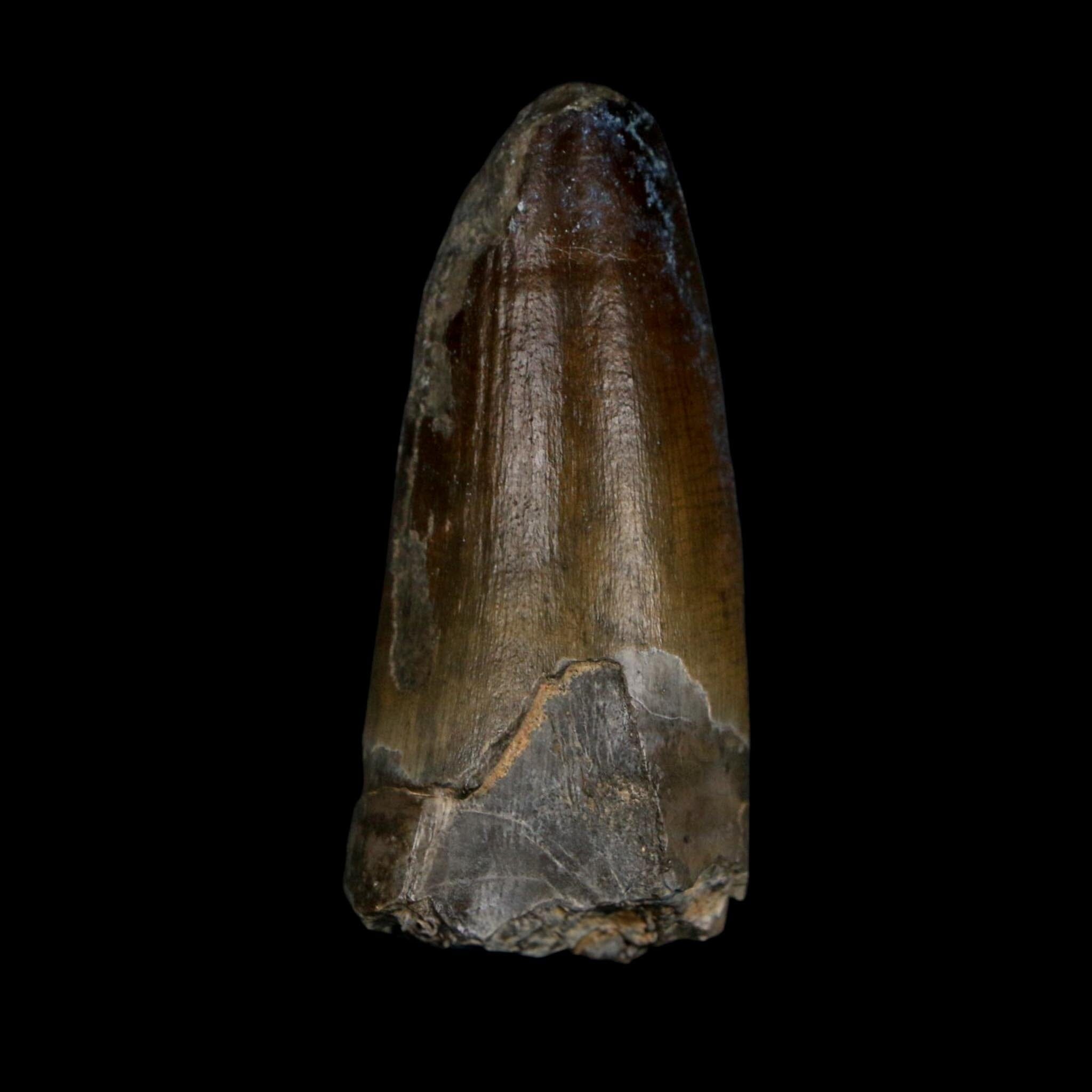 2.3" Sarcosuchus Imperator Crocodile Fossil Tooth Elrhaz FM Cretaceous Niger COA - Fossil Age Minerals
