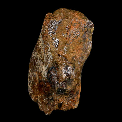 2.8" Corythosaurus Fossil Vertebrae Process Bone Judith River Cretaceous Dinosaur COA - Fossil Age Minerals