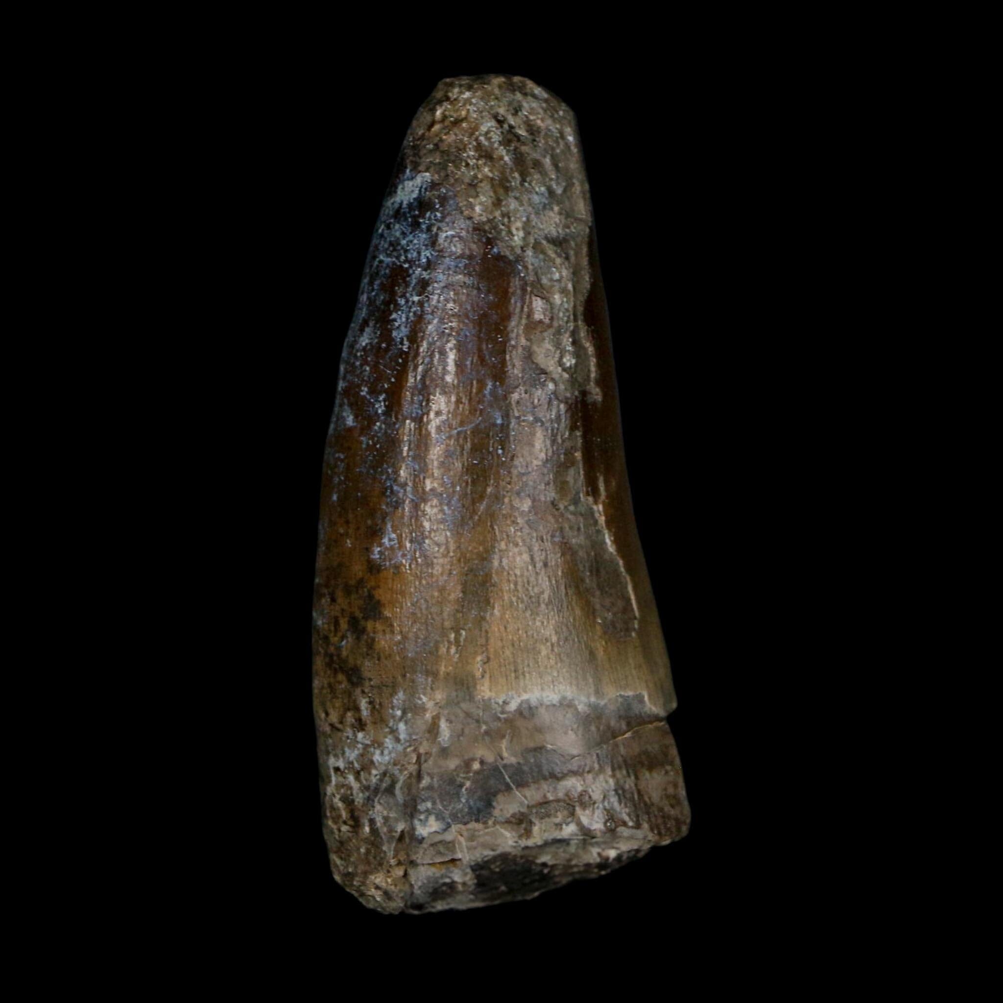 2.3" Sarcosuchus Imperator Crocodile Fossil Tooth Elrhaz FM Cretaceous Niger COA - Fossil Age Minerals
