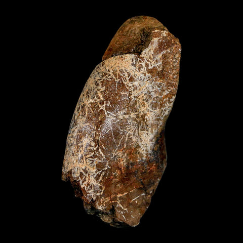 2.8" Corythosaurus Fossil Vertebrae Process Bone Judith River Cretaceous Dinosaur COA - Fossil Age Minerals