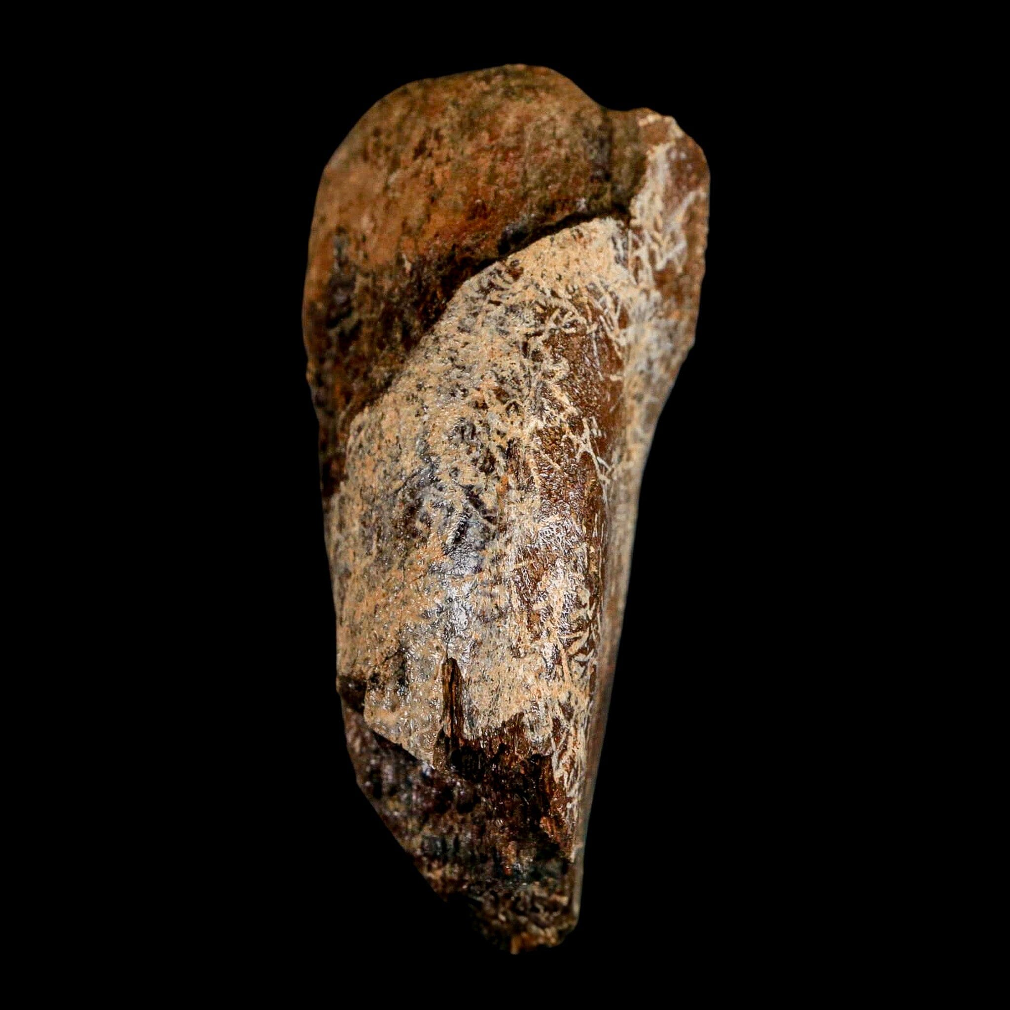 2.8" Corythosaurus Fossil Vertebrae Process Bone Judith River Cretaceous Dinosaur COA - Fossil Age Minerals