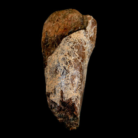 2.8" Corythosaurus Fossil Vertebrae Process Bone Judith River Cretaceous Dinosaur COA - Fossil Age Minerals