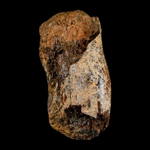 2.8" Corythosaurus Fossil Vertebrae Process Bone Judith River Cretaceous Dinosaur COA - Fossil Age Minerals