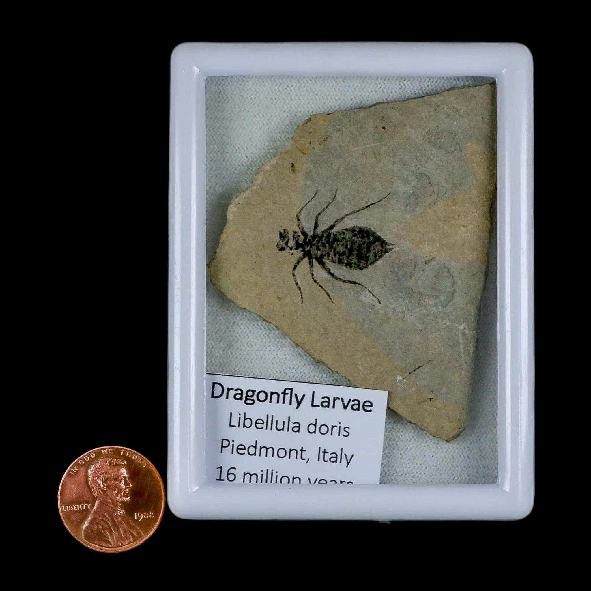 0.8" Dragonfly Larvae Fossil Libellula Doris Plate Upper Miocene Piedmont Italy Display - Fossil Age Minerals