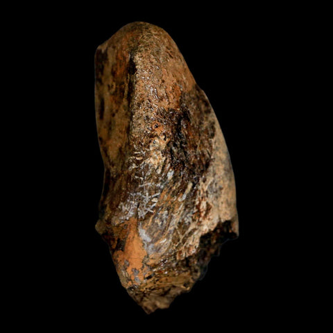 2.8" Corythosaurus Fossil Vertebrae Process Bone Judith River Cretaceous Dinosaur COA - Fossil Age Minerals