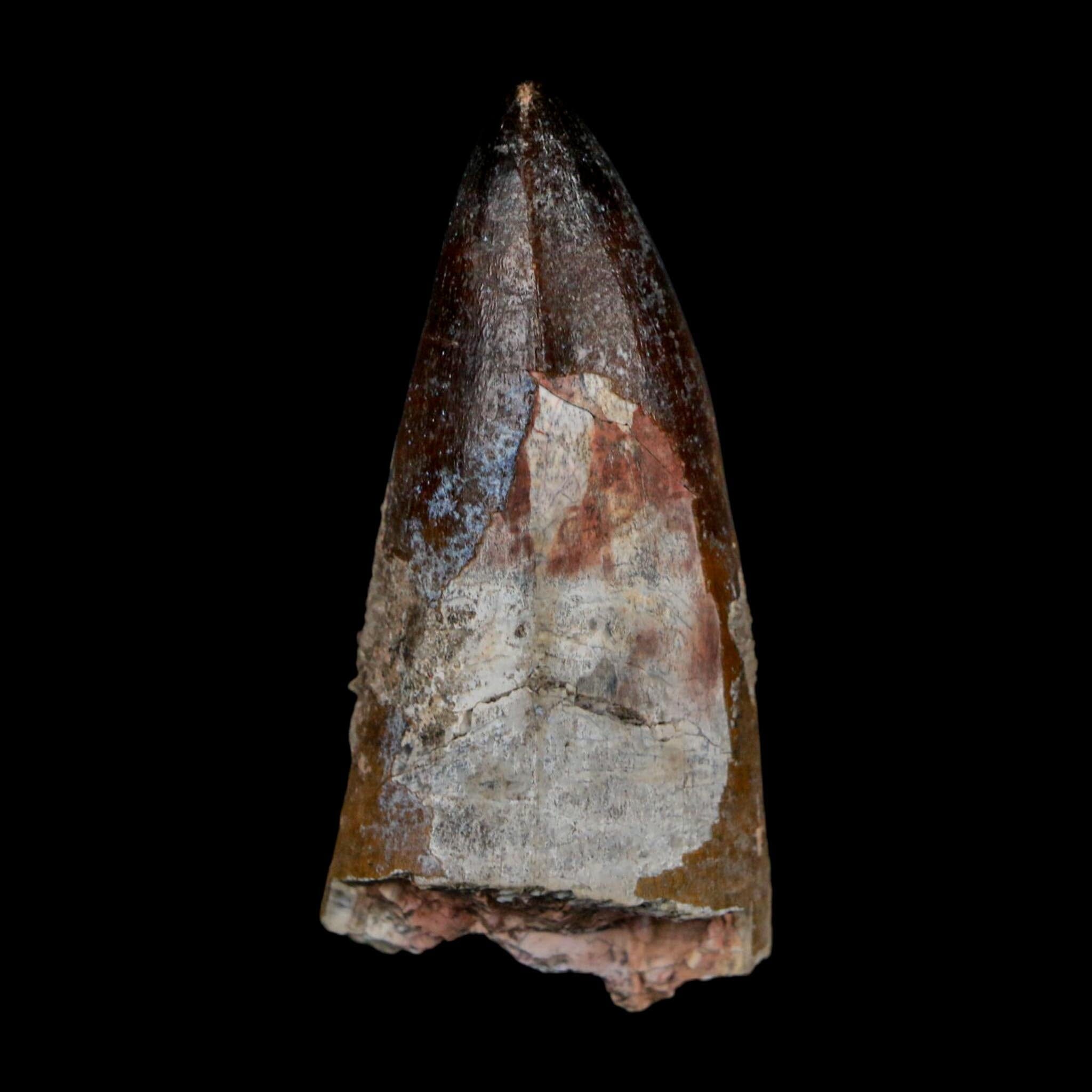 2.2" Sarcosuchus Imperator Crocodile Fossil Tooth Elrhaz FM Cretaceous Niger COA - Fossil Age Minerals