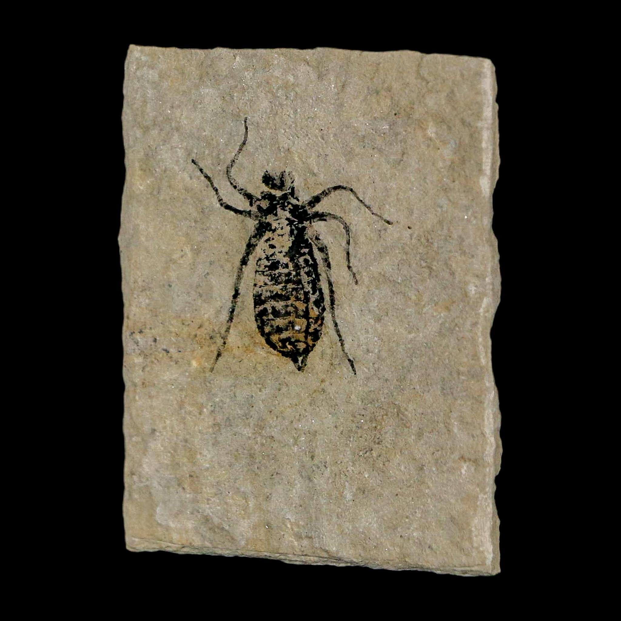 0.8" Dragonfly Larvae Fossil Libellula Doris Plate Upper Miocene Piedmont Italy Display - Fossil Age Minerals