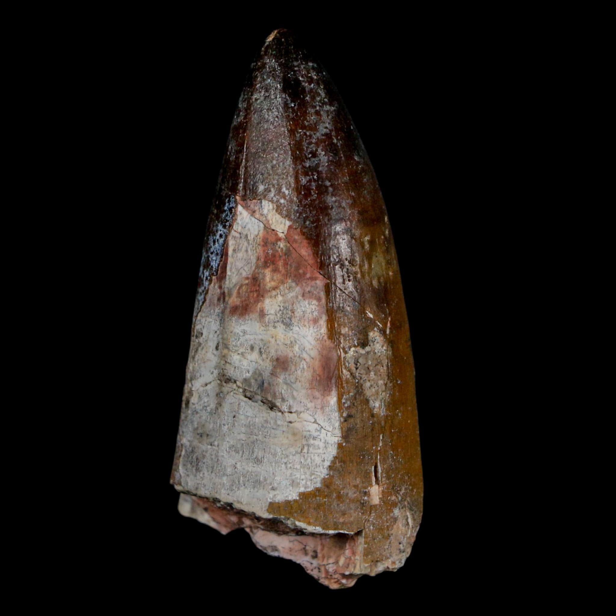 2.2" Sarcosuchus Imperator Crocodile Fossil Tooth Elrhaz FM Cretaceous Niger COA - Fossil Age Minerals