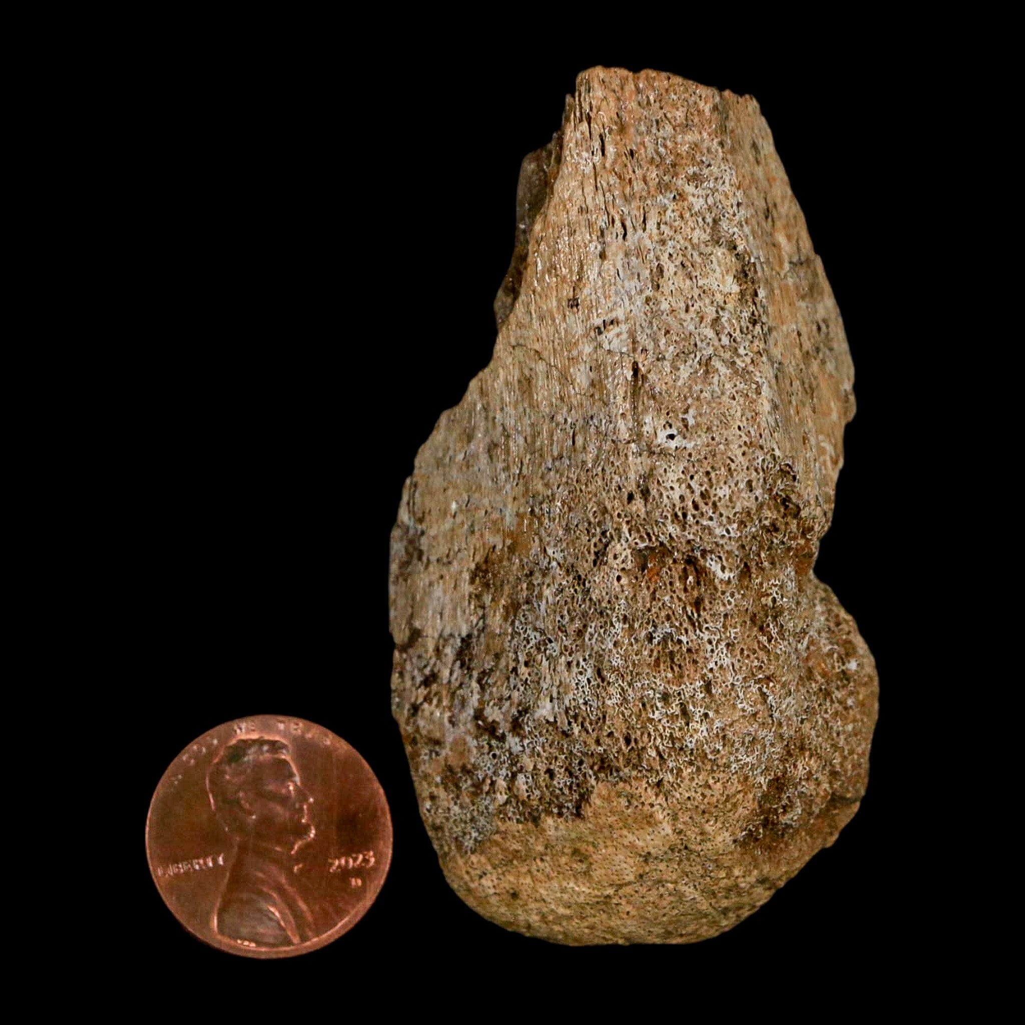 2.6" Edmontosaurus Fossil Limb Bone Lance Creek FM Cretaceous Dinosaur WY COA - Fossil Age Minerals