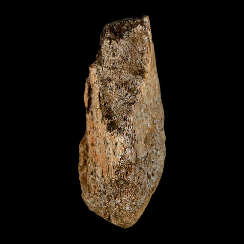 2.6" Edmontosaurus Fossil Limb Bone Lance Creek FM Cretaceous Dinosaur WY COA - Fossil Age Minerals