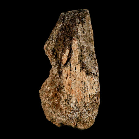 2.6" Edmontosaurus Fossil Limb Bone Lance Creek FM Cretaceous Dinosaur WY COA - Fossil Age Minerals