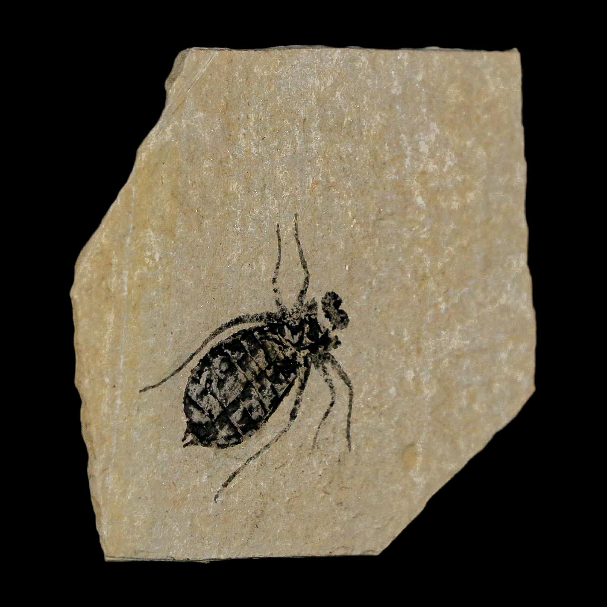 0.7" Dragonfly Larvae Fossil Libellula Doris Plate Upper Miocene Piedmont Italy Display - Fossil Age Minerals