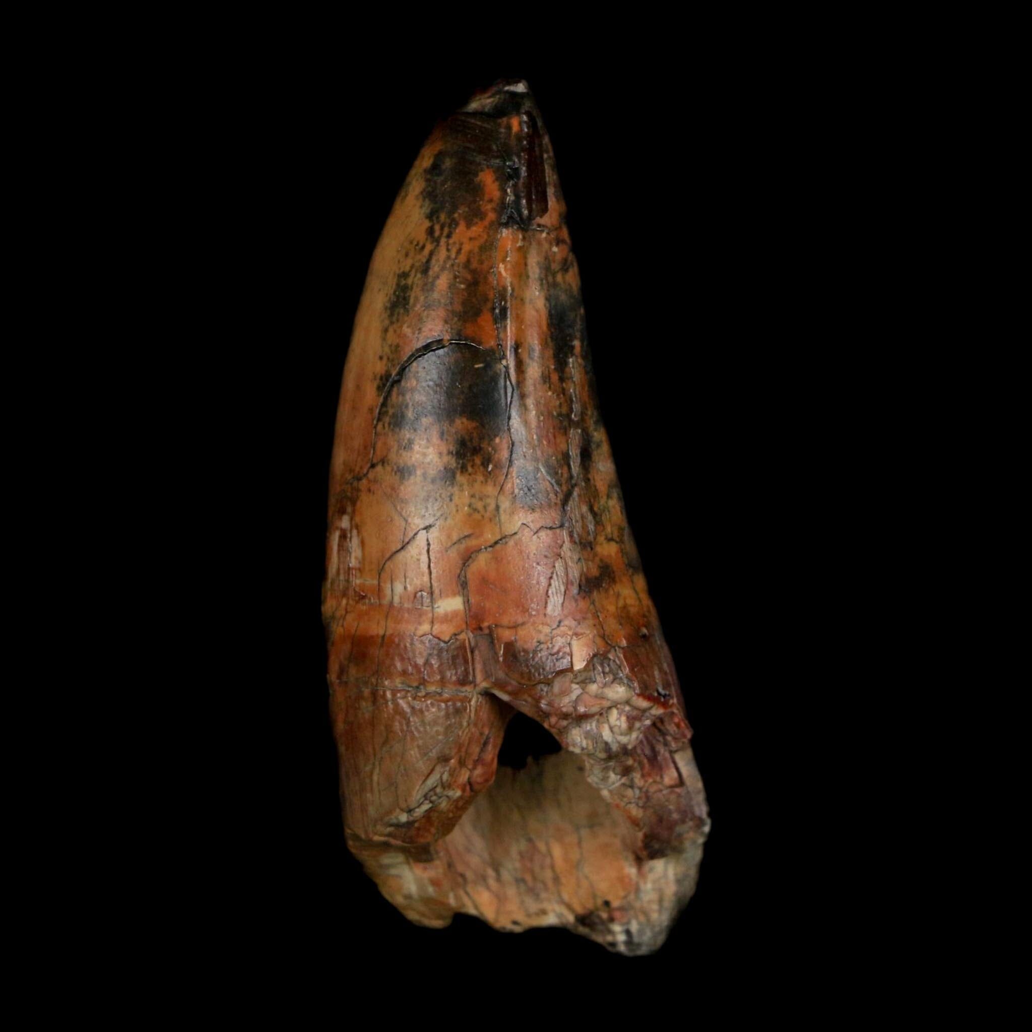 2.5" Sarcosuchus Imperator Crocodile Fossil Tooth Elrhaz FM Cretaceous Niger COA - Fossil Age Minerals