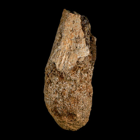 2.6" Edmontosaurus Fossil Limb Bone Lance Creek FM Cretaceous Dinosaur WY COA - Fossil Age Minerals