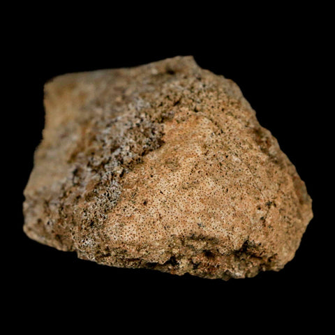 2.6" Edmontosaurus Fossil Limb Bone Lance Creek FM Cretaceous Dinosaur WY COA - Fossil Age Minerals