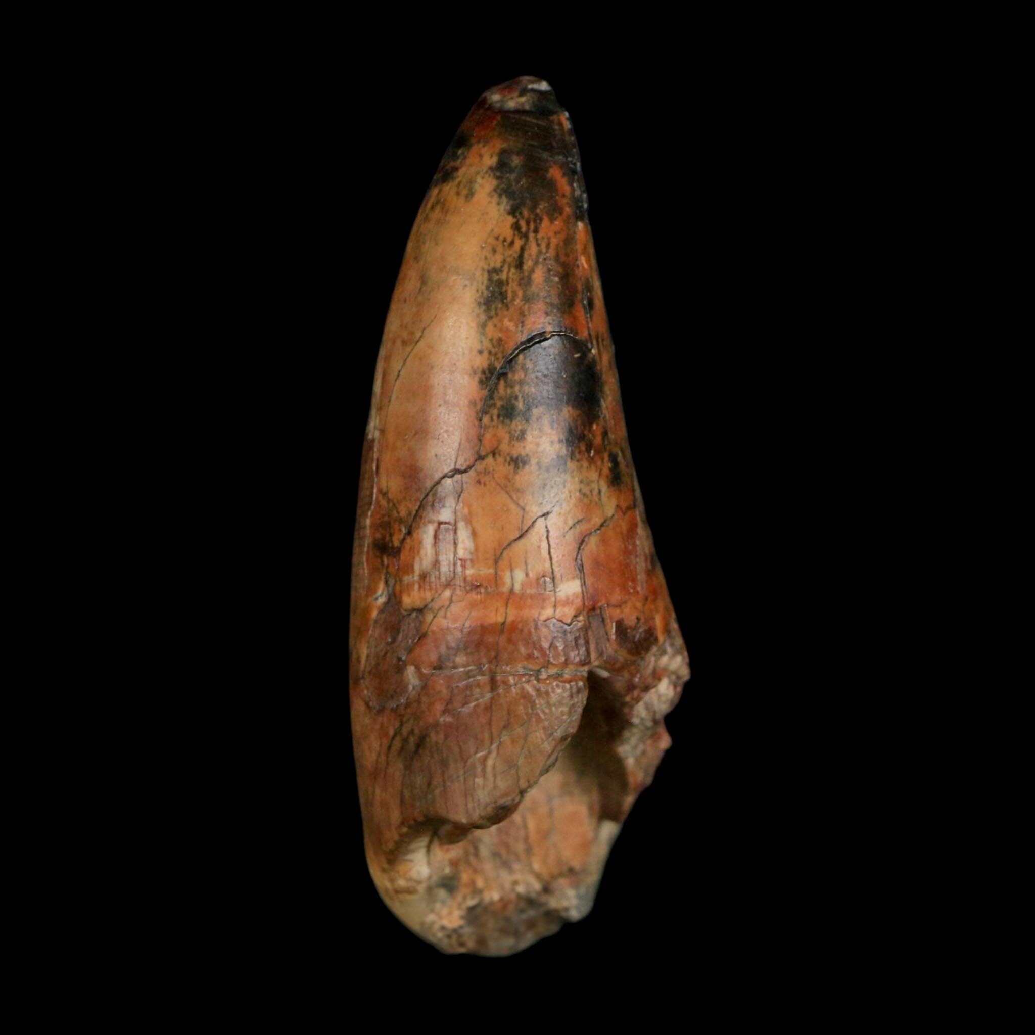 2.5" Sarcosuchus Imperator Crocodile Fossil Tooth Elrhaz FM Cretaceous Niger COA - Fossil Age Minerals