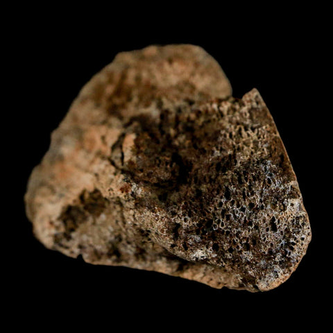 2.6" Edmontosaurus Fossil Limb Bone Lance Creek FM Cretaceous Dinosaur WY COA - Fossil Age Minerals