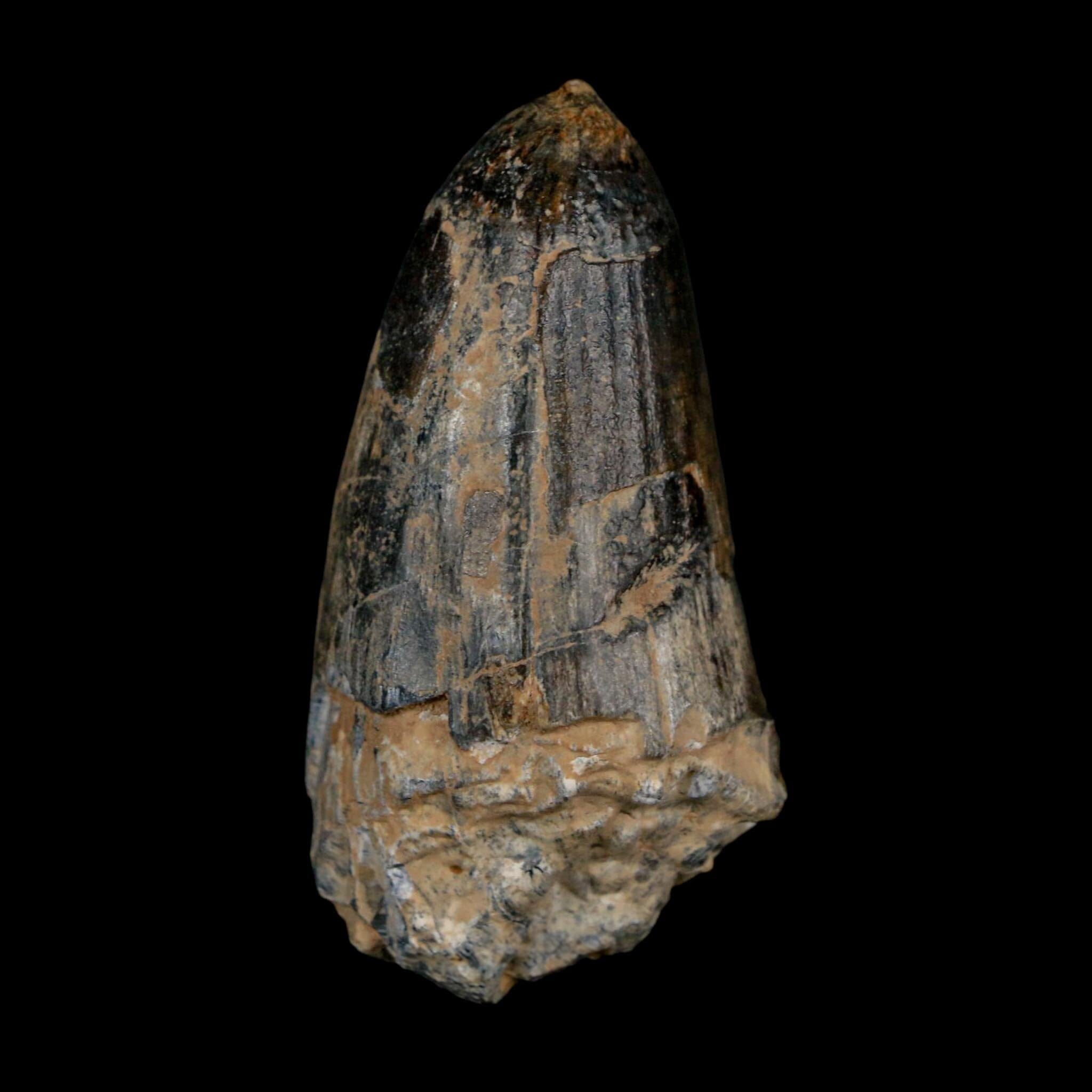 2.2" Sarcosuchus Imperator Crocodile Fossil Tooth Elrhaz FM Cretaceous Niger COA - Fossil Age Minerals