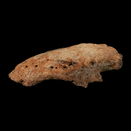 2.1" Ankylosaurus Fossil Ungual Section Lance Creek FM Cretaceous Dinosaur WY COA