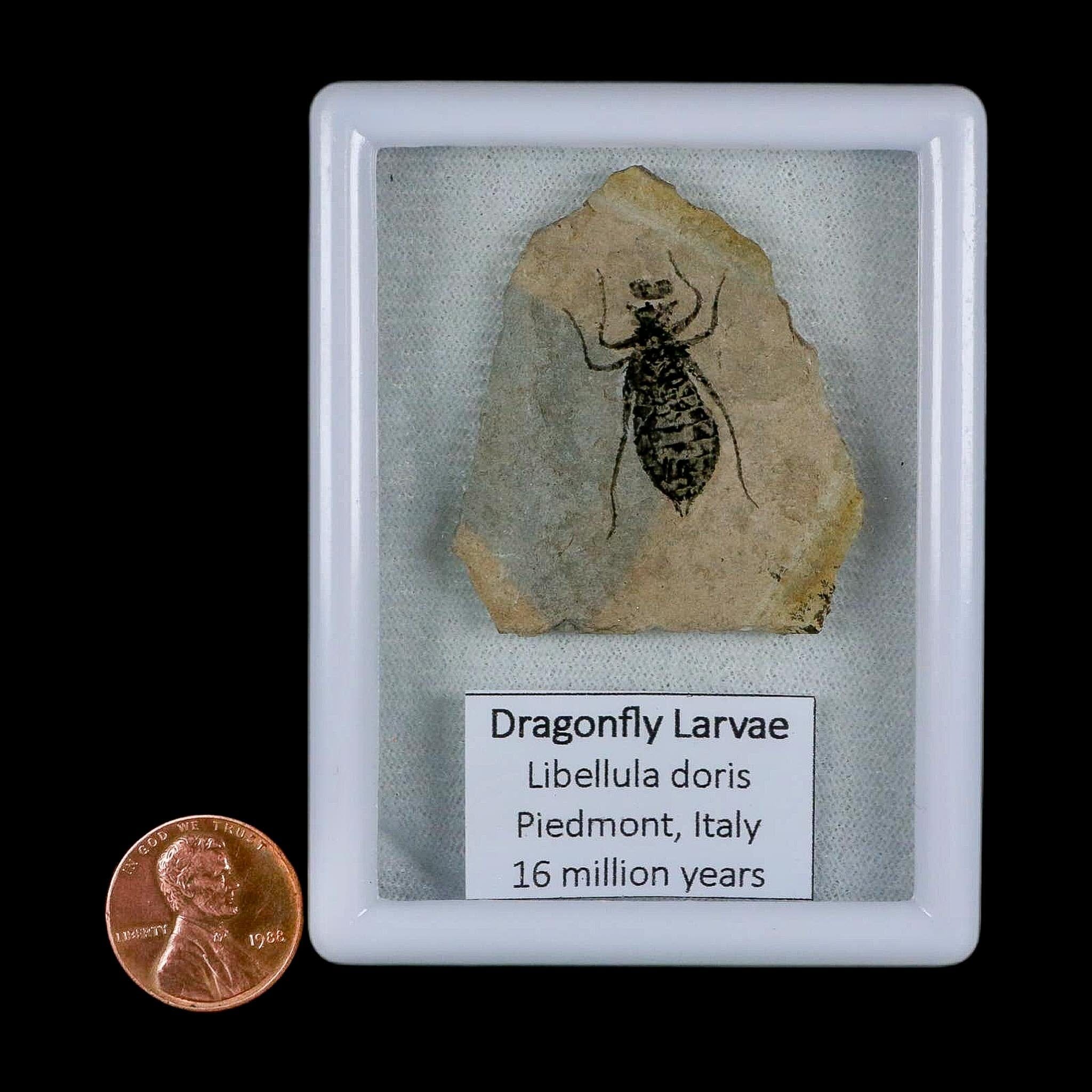 1" Dragonfly Larvae Fossil Libellula Doris Plate Upper Miocene Piedmont Italy Display - Fossil Age Minerals
