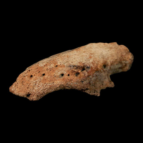 2.1" Ankylosaurus Fossil Ungual Section Lance Creek FM Cretaceous Dinosaur WY COA - Fossil Age Minerals