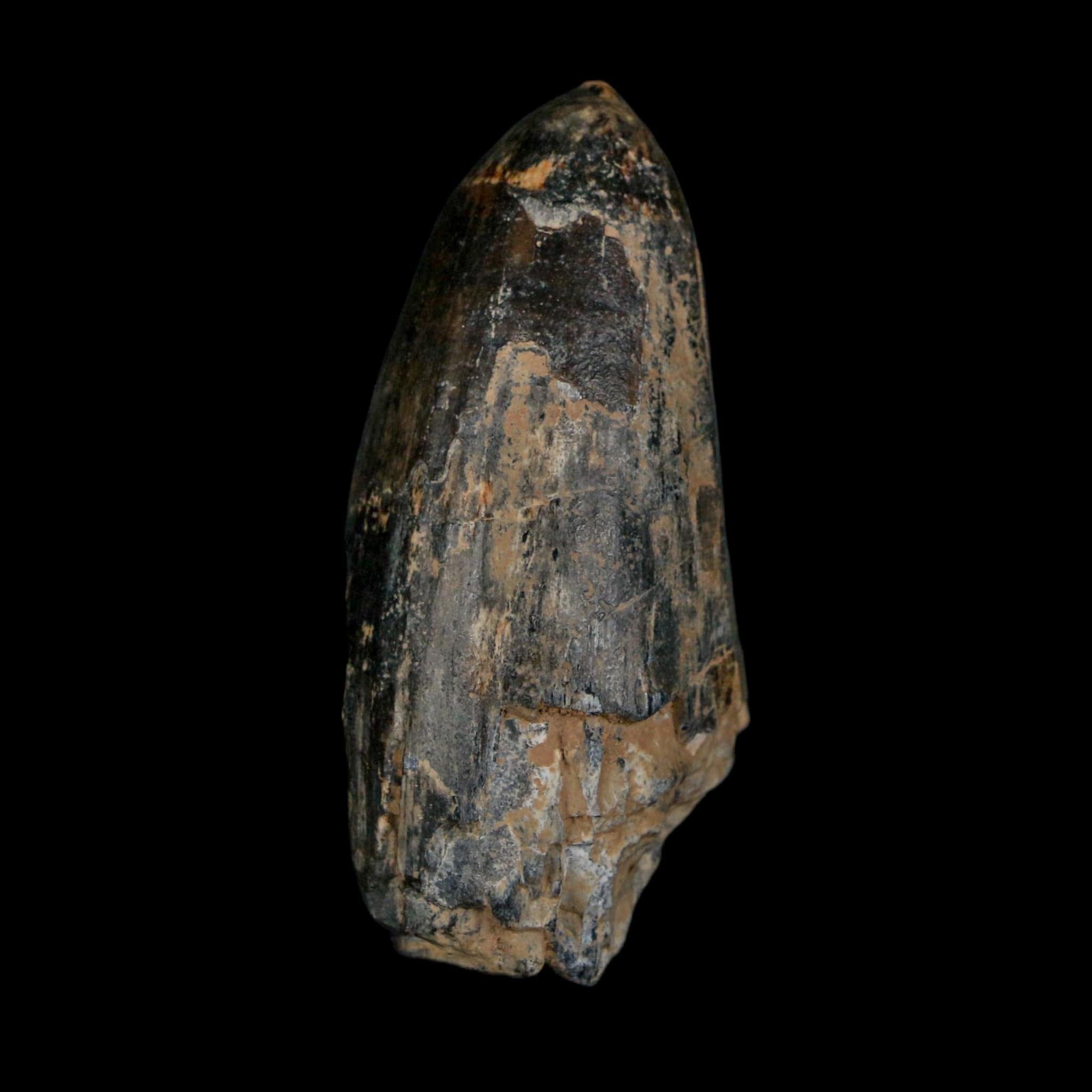2.2" Sarcosuchus Imperator Crocodile Fossil Tooth Elrhaz FM Cretaceous Niger COA - Fossil Age Minerals