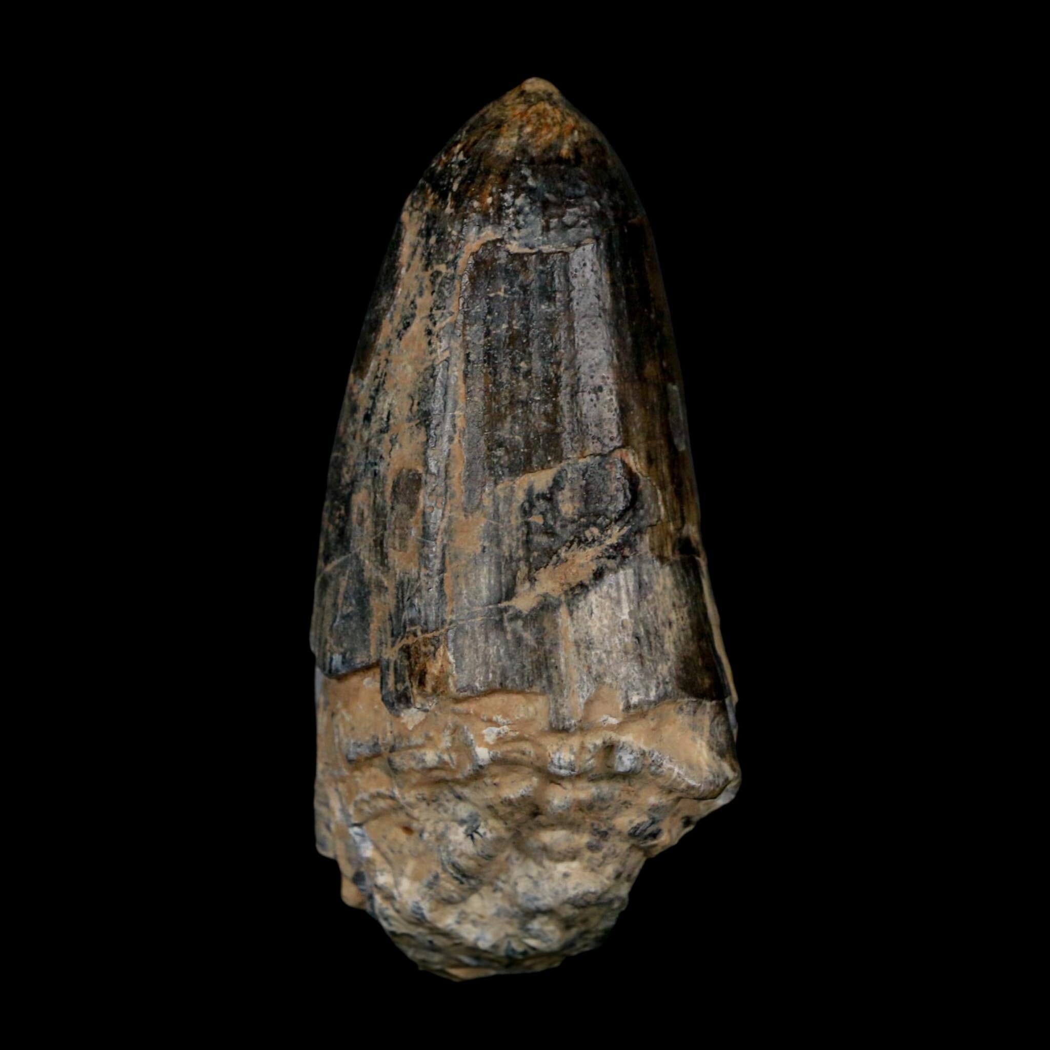 2.2" Sarcosuchus Imperator Crocodile Fossil Tooth Elrhaz FM Cretaceous Niger COA - Fossil Age Minerals