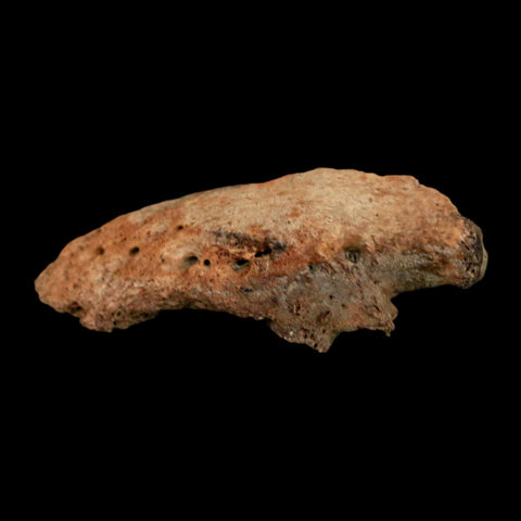 2.1" Ankylosaurus Fossil Ungual Section Lance Creek FM Cretaceous Dinosaur WY COA - Fossil Age Minerals