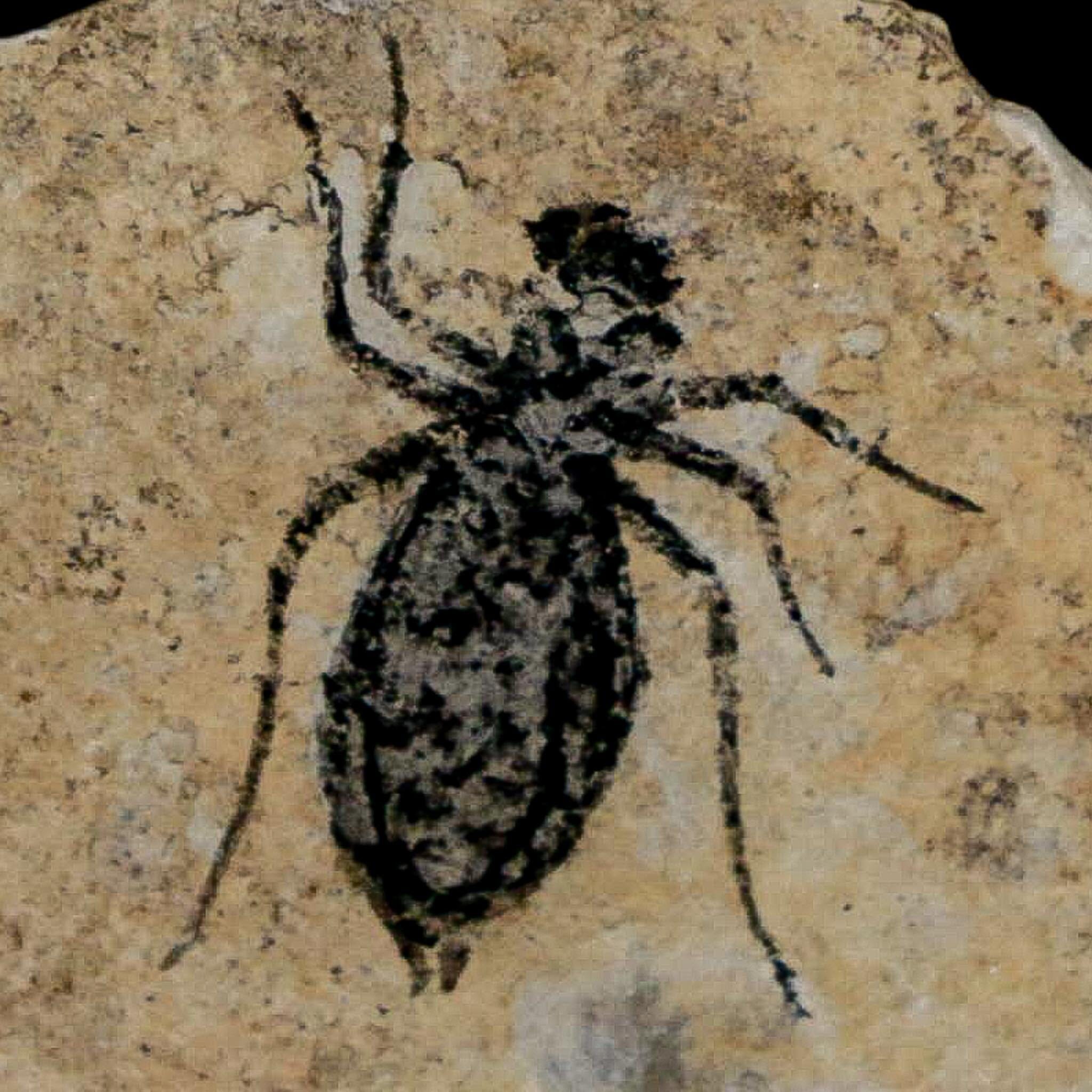 0.7" Dragonfly Larvae Fossil Libellula Doris Plate Upper Miocene Piedmont Italy Display - Fossil Age Minerals