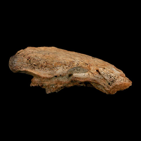 2.1" Ankylosaurus Fossil Ungual Section Lance Creek FM Cretaceous Dinosaur WY COA - Fossil Age Minerals