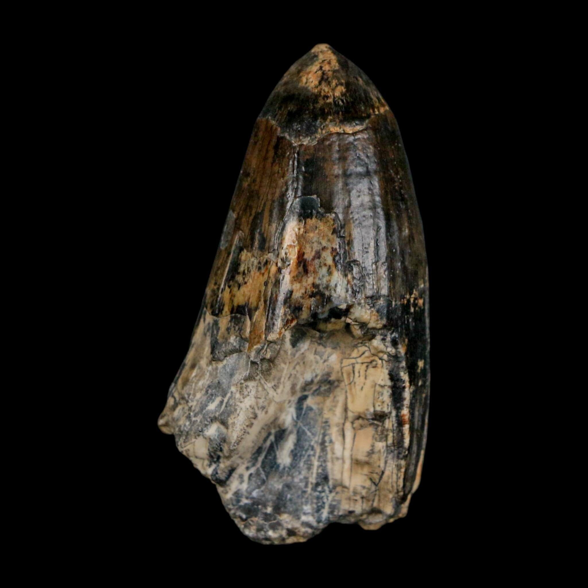 2.2" Sarcosuchus Imperator Crocodile Fossil Tooth Elrhaz FM Cretaceous Niger COA - Fossil Age Minerals