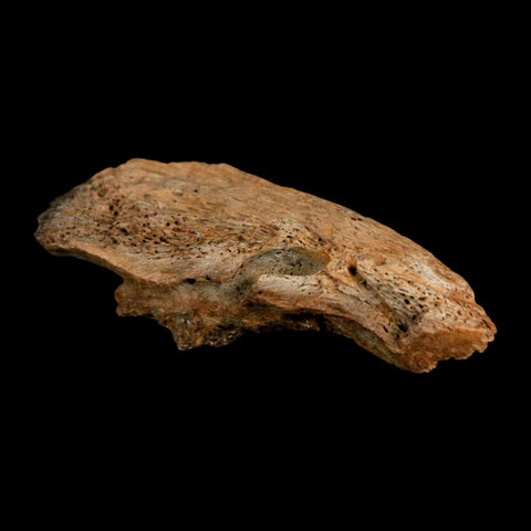 2.1" Ankylosaurus Fossil Ungual Section Lance Creek FM Cretaceous Dinosaur WY COA - Fossil Age Minerals