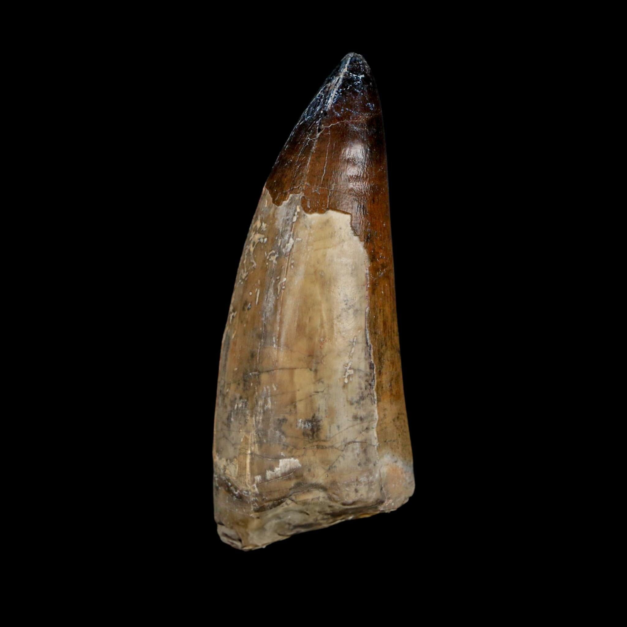 XL 2.6" Sarcosuchus Imperator Crocodile Fossil Tooth Elrhaz FM Cretaceous Niger COA - Fossil Age Minerals