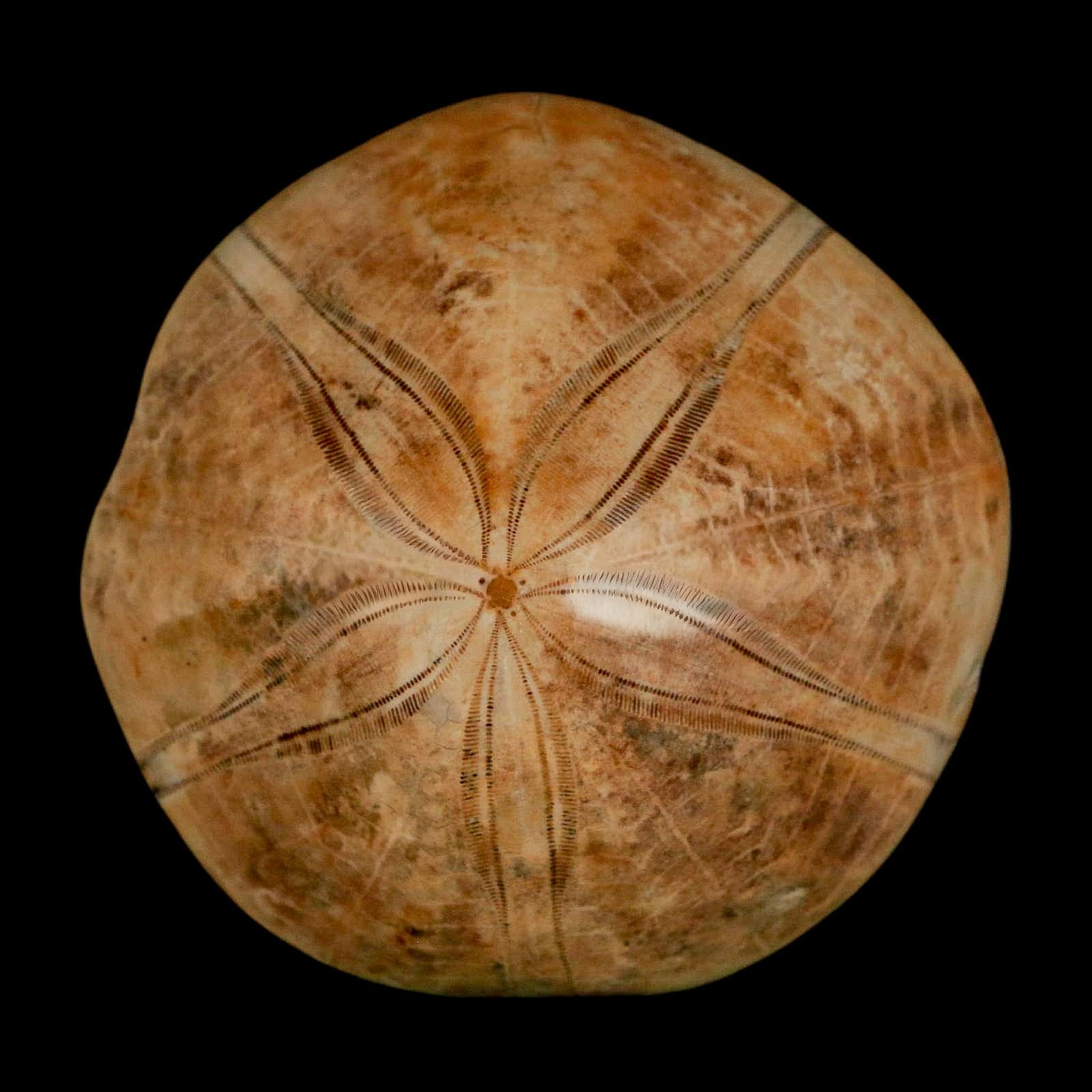 56MM Pygurus Marmonti Sea Urchin Fossil Sand Dollar Jurassic Age Madagascar - Fossil Age Minerals