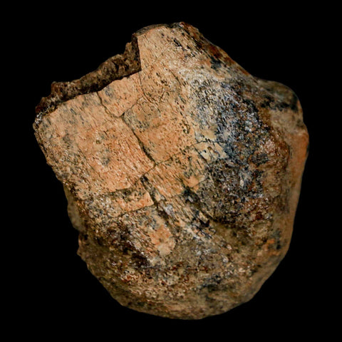 1.9" Edmontosaurus Fossil Limb Bone Lance Creek FM Cretaceous Dinosaur WY COA - Fossil Age Minerals