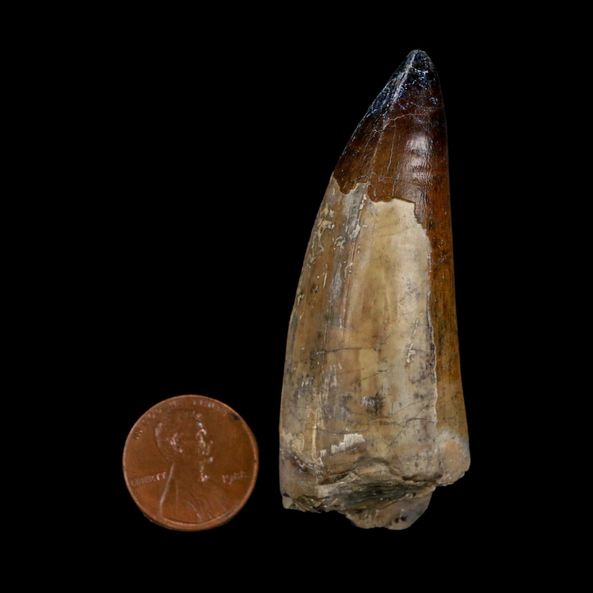 XL 2.6" Sarcosuchus Imperator Crocodile Fossil Tooth Elrhaz FM Cretaceous Niger COA - Fossil Age Minerals
