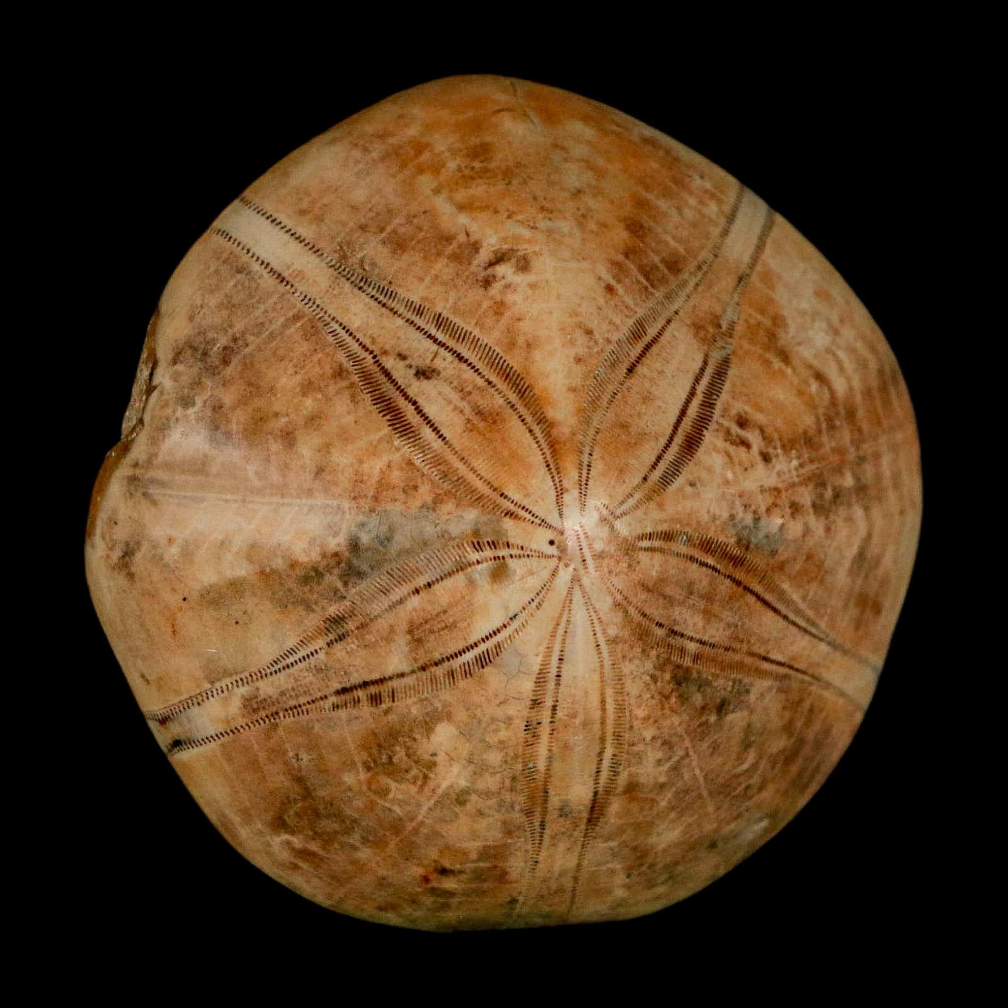 56MM Pygurus Marmonti Sea Urchin Fossil Sand Dollar Jurassic Age Madagascar - Fossil Age Minerals