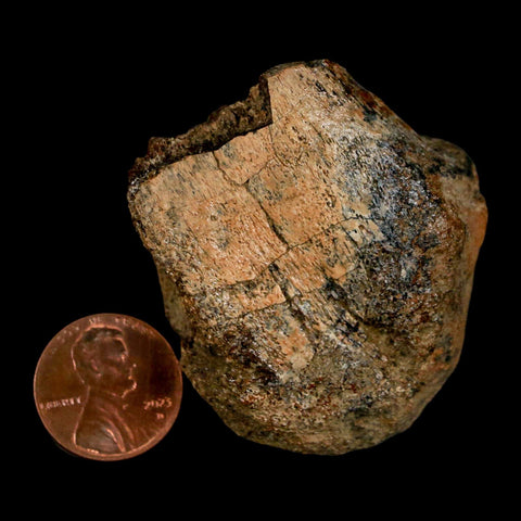 1.9" Edmontosaurus Fossil Limb Bone Lance Creek FM Cretaceous Dinosaur WY COA - Fossil Age Minerals