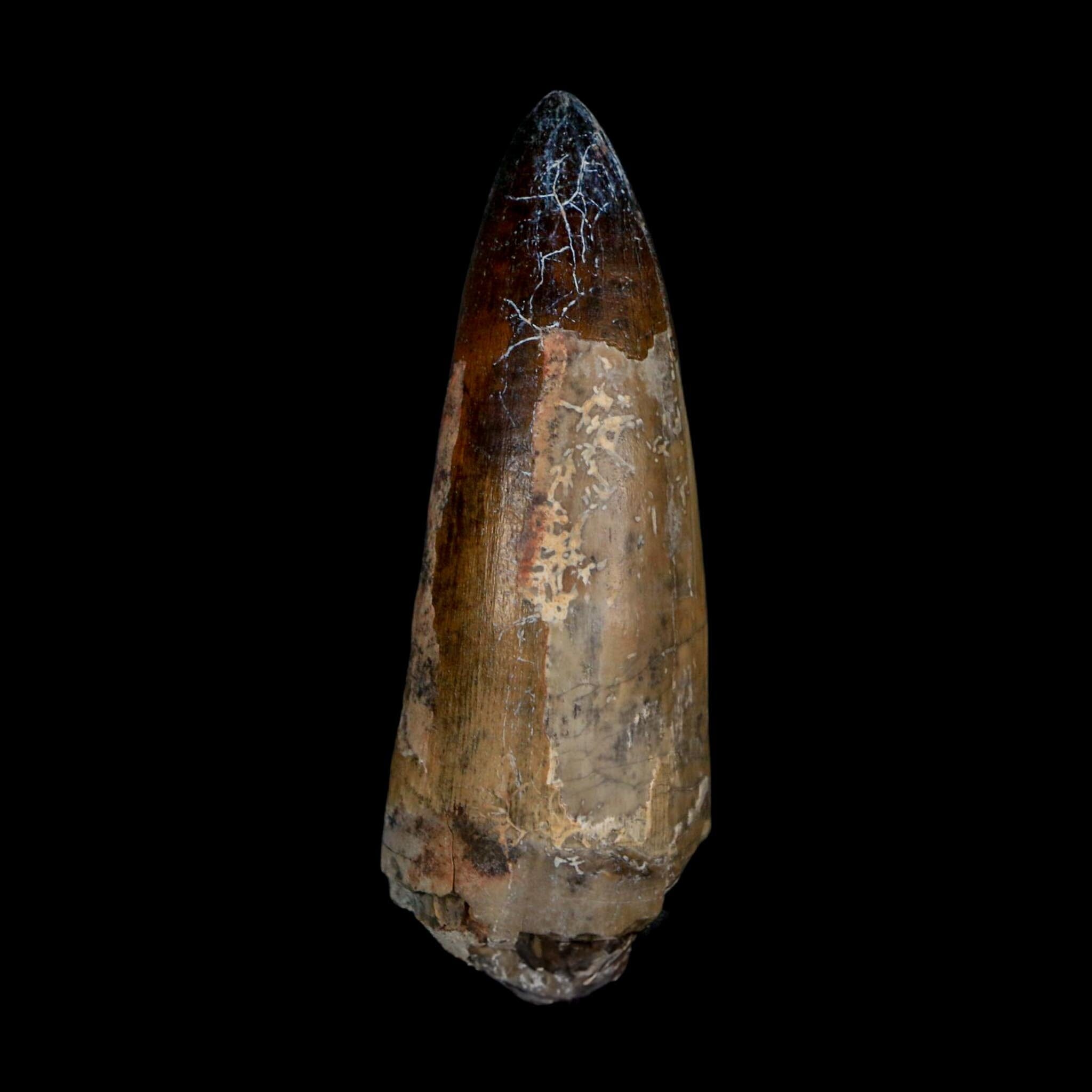 XL 2.6" Sarcosuchus Imperator Crocodile Fossil Tooth Elrhaz FM Cretaceous Niger COA - Fossil Age Minerals