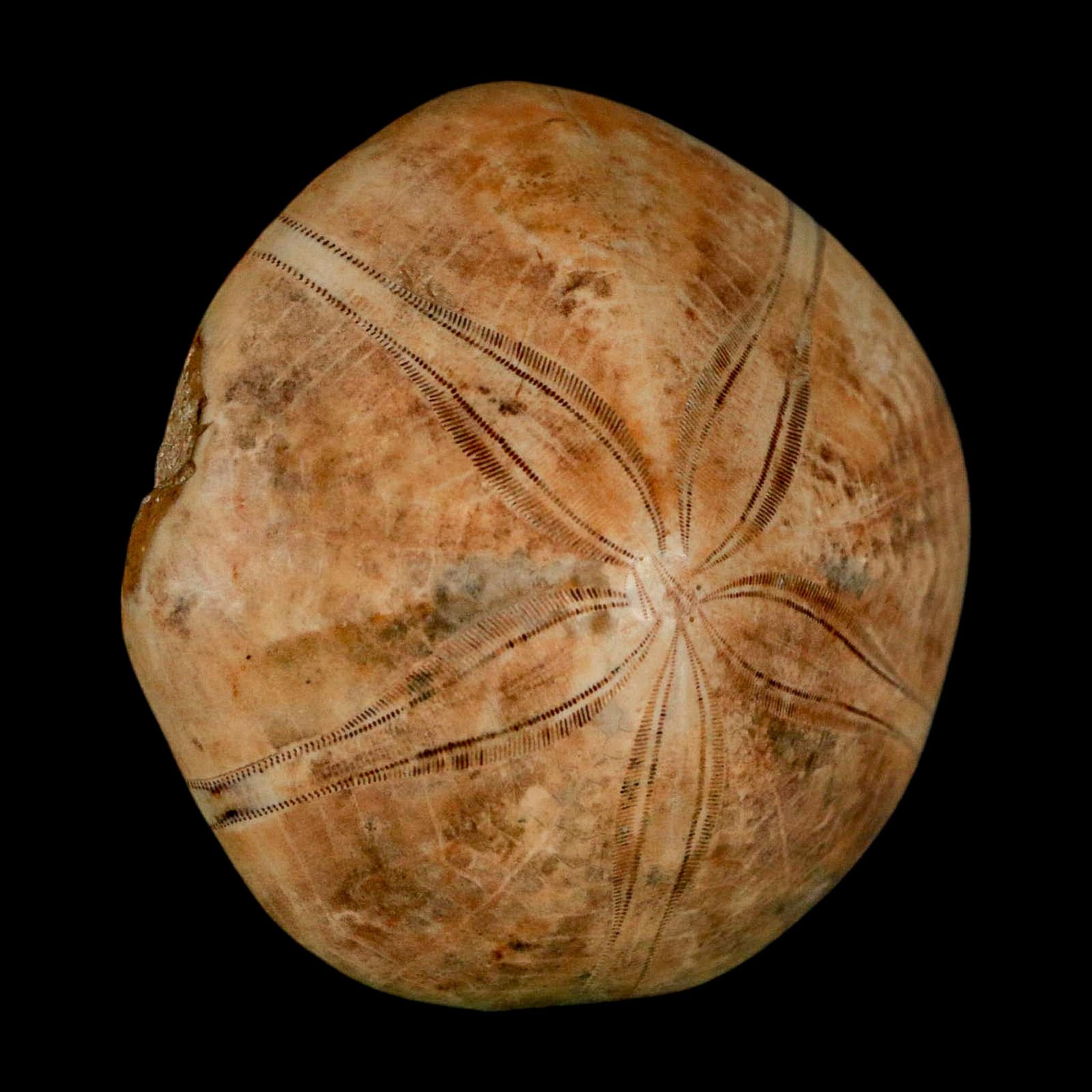 56MM Pygurus Marmonti Sea Urchin Fossil Sand Dollar Jurassic Age Madagascar - Fossil Age Minerals
