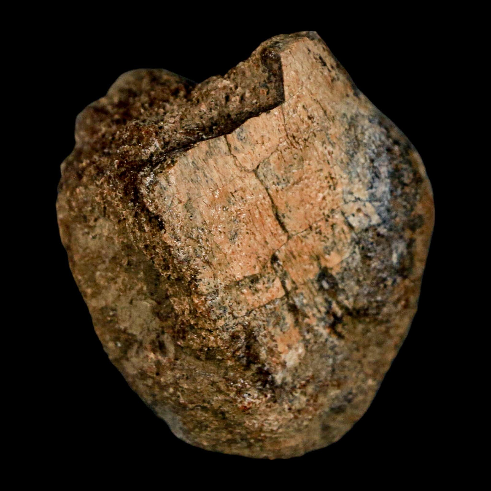 1.9" Edmontosaurus Fossil Limb Bone Lance Creek FM Cretaceous Dinosaur WY COA - Fossil Age Minerals