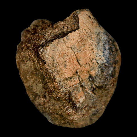 1.9" Edmontosaurus Fossil Limb Bone Lance Creek FM Cretaceous Dinosaur WY COA - Fossil Age Minerals