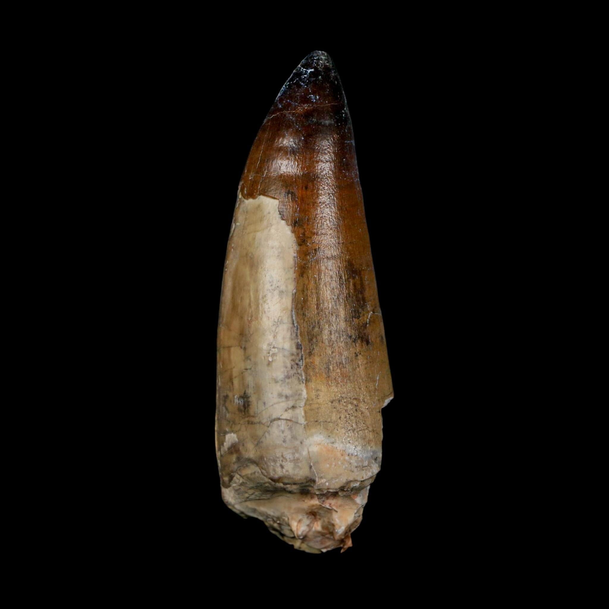 XL 2.6" Sarcosuchus Imperator Crocodile Fossil Tooth Elrhaz FM Cretaceous Niger COA - Fossil Age Minerals