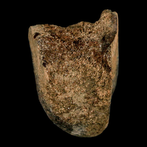 1.9" Edmontosaurus Fossil Limb Bone Lance Creek FM Cretaceous Dinosaur WY COA - Fossil Age Minerals